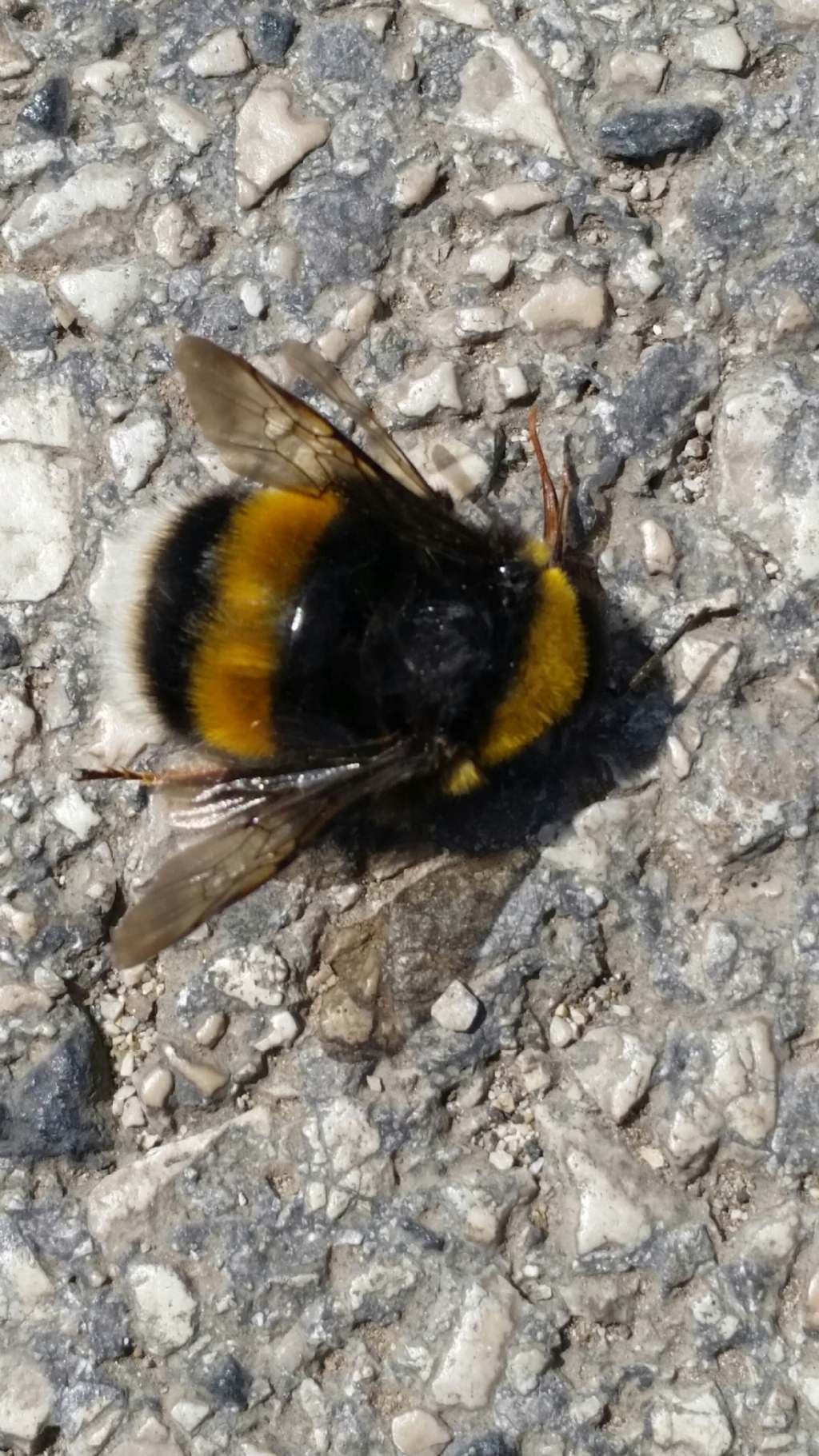 Calabrone? No,  un bombo: Bombus (Bombus) gr. terrestris (Apidae)